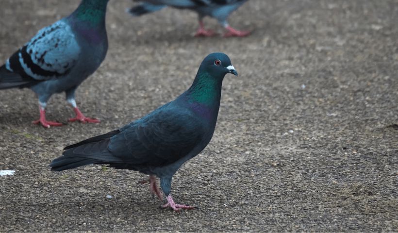 playing dumb quotes banner