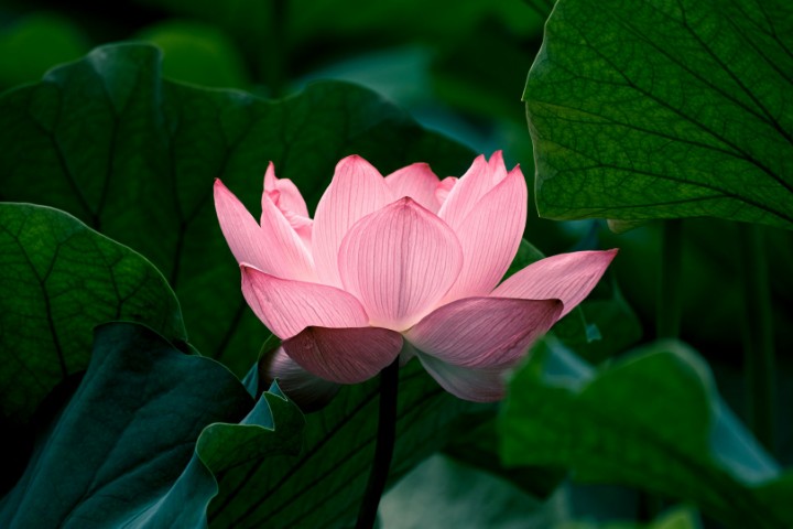 Lotus Quotes: Meaningful, Inspirational, and Spiritual Words for Growth