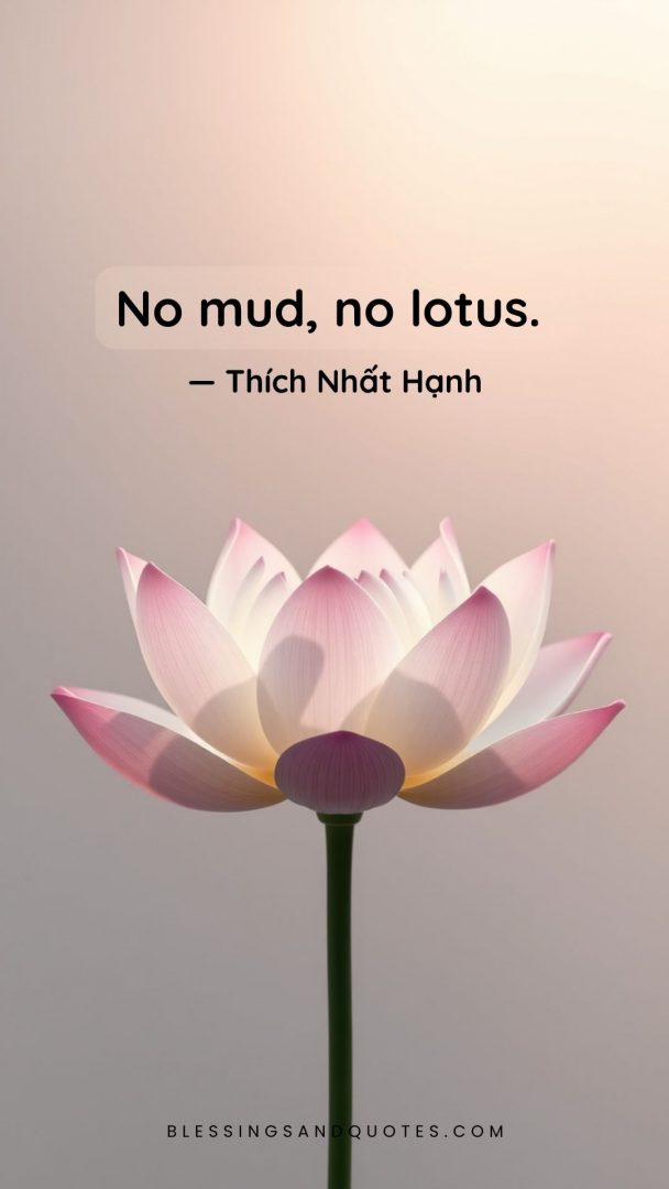 No mud, no lotus