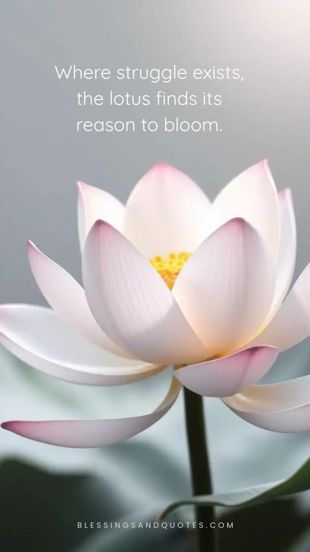 Where struggle exists, the lotus finds its reason to bloom.