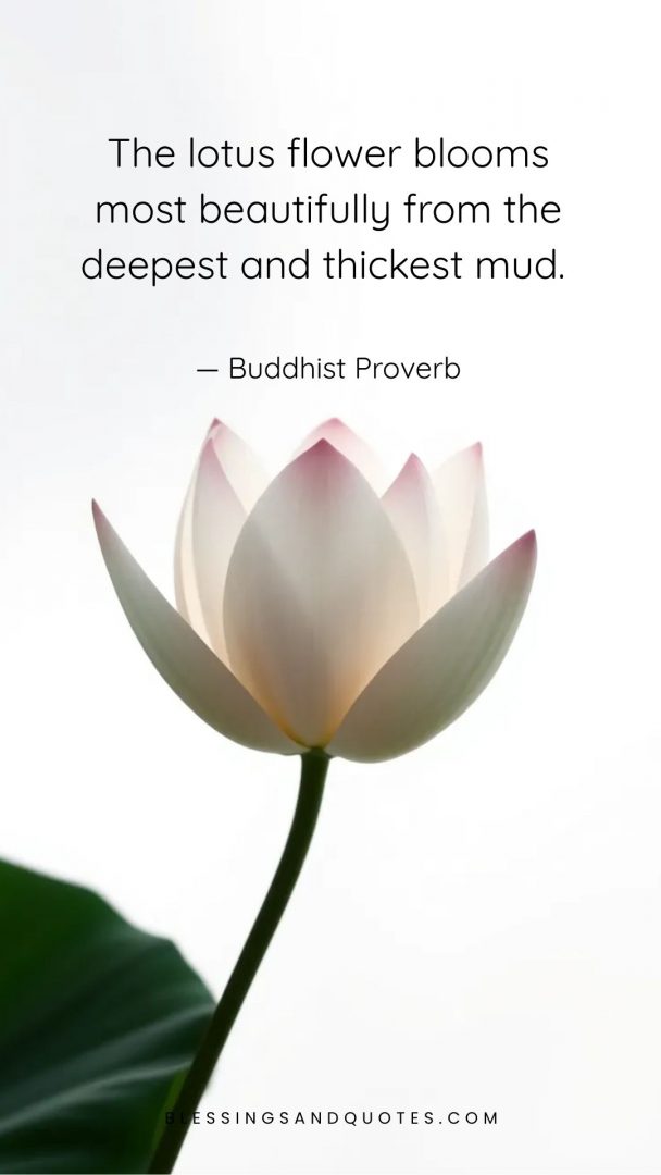 The lotus flower blooms most beautifully from the deepest and thickest mud