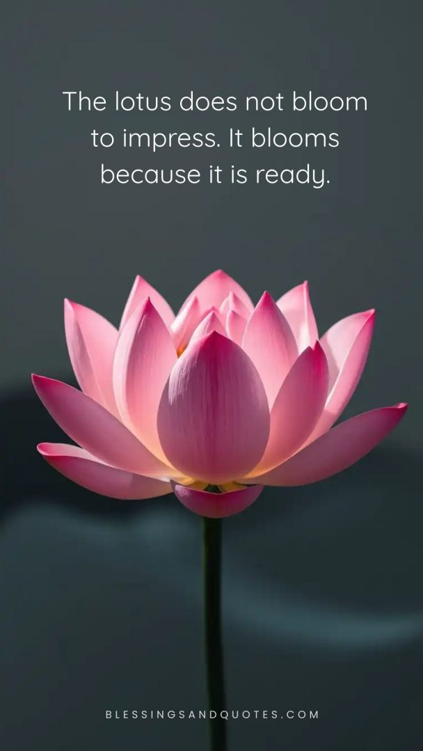 The lotus does not bloom to impress. It blooms because it is ready.