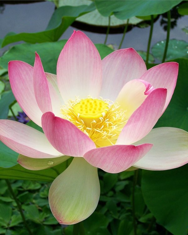 Lotus Quotes on Life: Beautiful Words About Growth, Strength, and New Beginnings