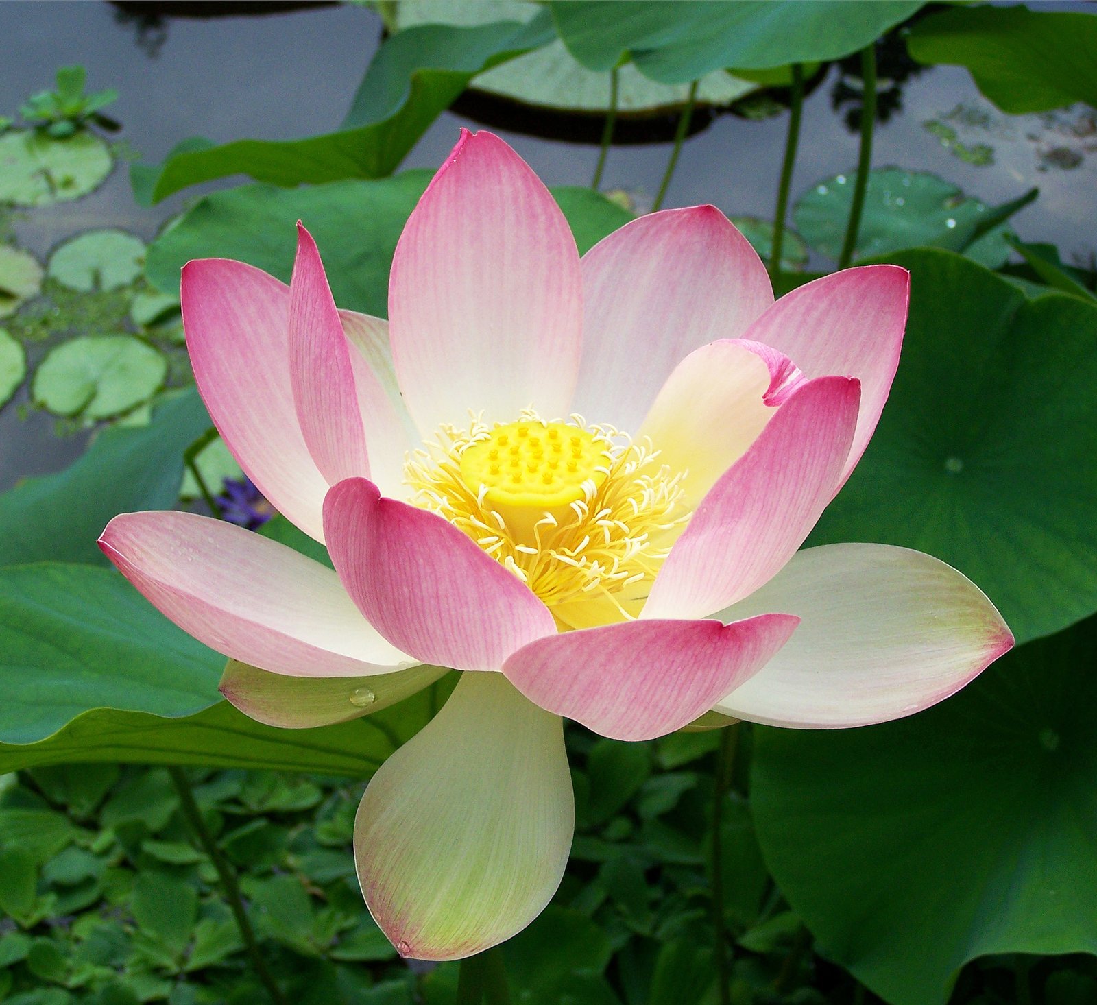 Lotus Quotes on Life: Beautiful Words About Growth, Strength, and New Beginnings